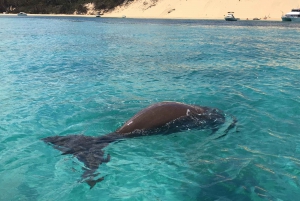 Brisbane: Moreton Island all inclusive Snorkeling Tour