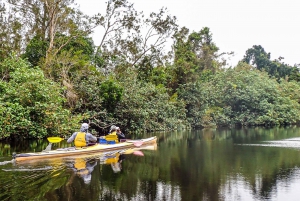 Noosa Everglades: Truly Sustainable Guided KAYAK Tour