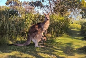 North Stradbroke Island: Ecotourism, Wildlife & Beaches