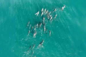 North Stradbroke Island: Ecotourism, Wildlife & Beaches