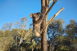 North Stradbroke Island: Ecotourism, Wildlife & Beaches