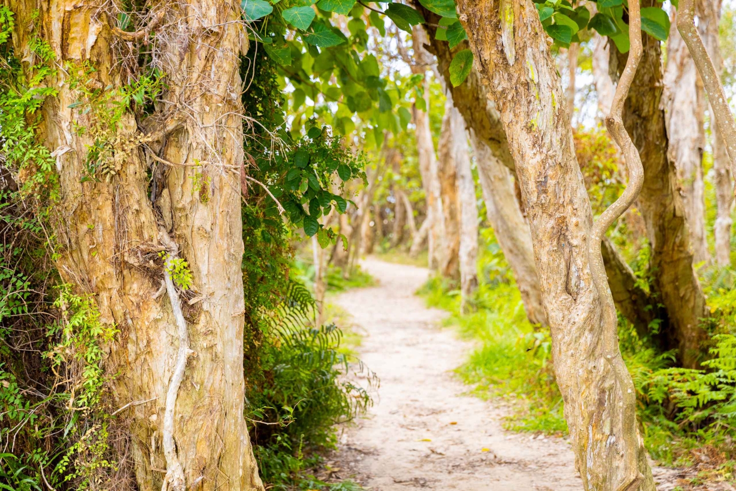 North Stradbroke Island: Minjerribah Cultural Driving Tour
