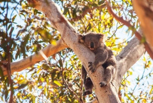 Brisbane to North Stradbroke Island Day: Wildlife & Beaches