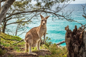 Brisbane to North Stradbroke Island Day: Wildlife & Beaches