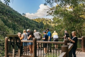 Brisbane: Rainforests, Waterfalls and Glow Worm Cave Tour