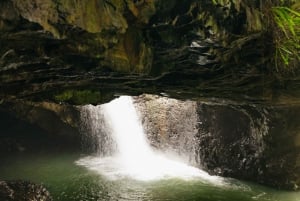 Brisbane: Rainforests, Waterfalls and Glow Worm Cave Tour