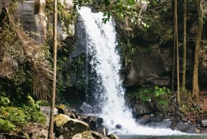 Brisbane: Rainforests, Waterfalls and Glow Worm Cave Tour