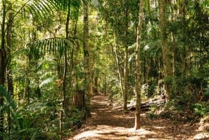 Brisbane: Rainforests, Waterfalls and Glow Worm Cave Tour