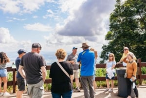 Brisbane: Rainforests, Waterfalls and Glow Worm Cave Tour