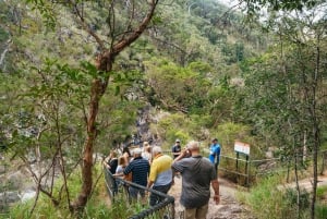 Brisbane: Rainforests, Waterfalls and Glow Worm Cave Tour