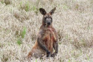 Roma: Lost World Carnarvons and Wallaroo Day Tour