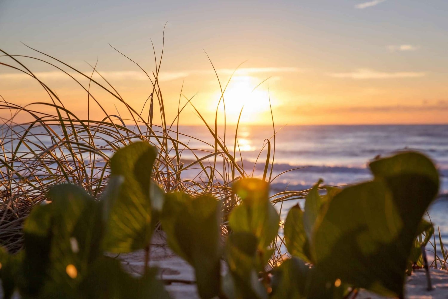 Sunshine Coast: Private Customizable Day Tour