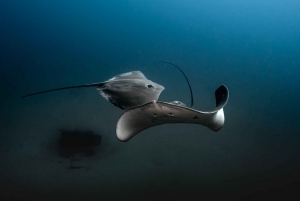 Sunshine Coast: Scuba Dive the Ex-HMAS Brisbane Ship Wreck