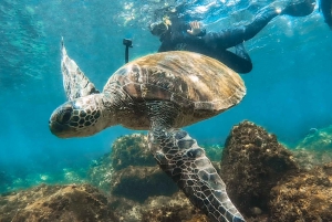 Sunshine Coast: Scuba Dive the Ex-HMAS Brisbane Ship Wreck