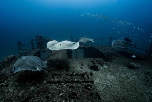 Sunshine Coast: Scuba Dive the Ex-HMAS Brisbane Ship Wreck