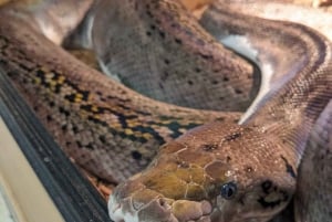 Bristol: Big Snake Experience for Two People