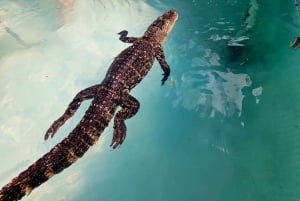 Bristol: Crocodile Swimming Experience with Lunch x2