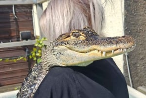 Bristol: Crocodile Swimming Experience with Lunch x2