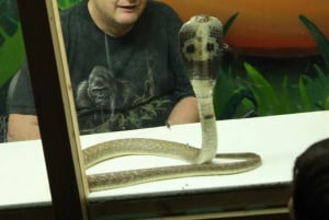 Bristol: Venomous Snake handling show and educational talk.