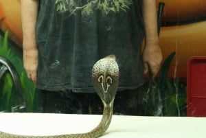 Bristol: Venomous Snake handling show and educational talk.