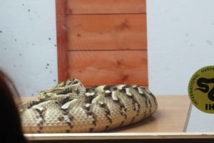 Bristol: Venomous Snake Show with Tour