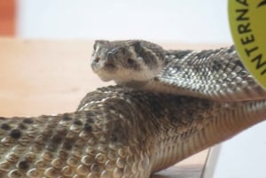 Bristol: Venomous Snake Show with Tour