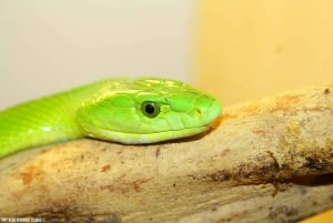 Bristol Venomous Snake Tour with Crocodile Photo