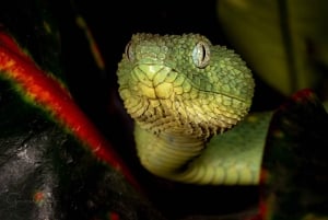 Bristol Venomous Snake Tour with Crocodile Photo