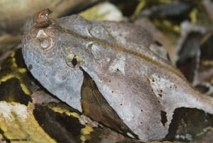 Bristol Venomous Snake Tour with Crocodile Photo