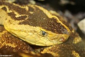 Bristol Venomous Snake Tour with Crocodile Photo