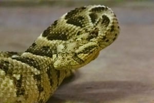 Bristol Venomous Snake Tour with Crocodile Photo