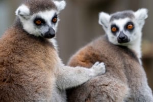 Bristol: Bristol Zoo Project toegangsbewijs
