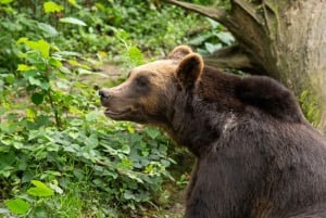 Bristol: Bristol Zoo Projekt Inträdesbiljett