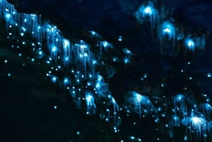 Te Anau: Glowworm Caves Guided Tour