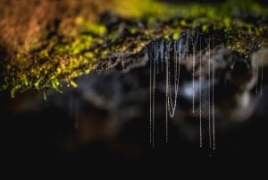 Te Anau: Glowworm Caves Guided Tour