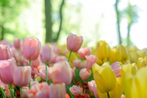 La mágica Delft y la finca Keukenhof: Tulipanes en abundancia