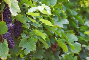 Paris VIP: Champagne Region Private Chauffeur Driven 12hrs