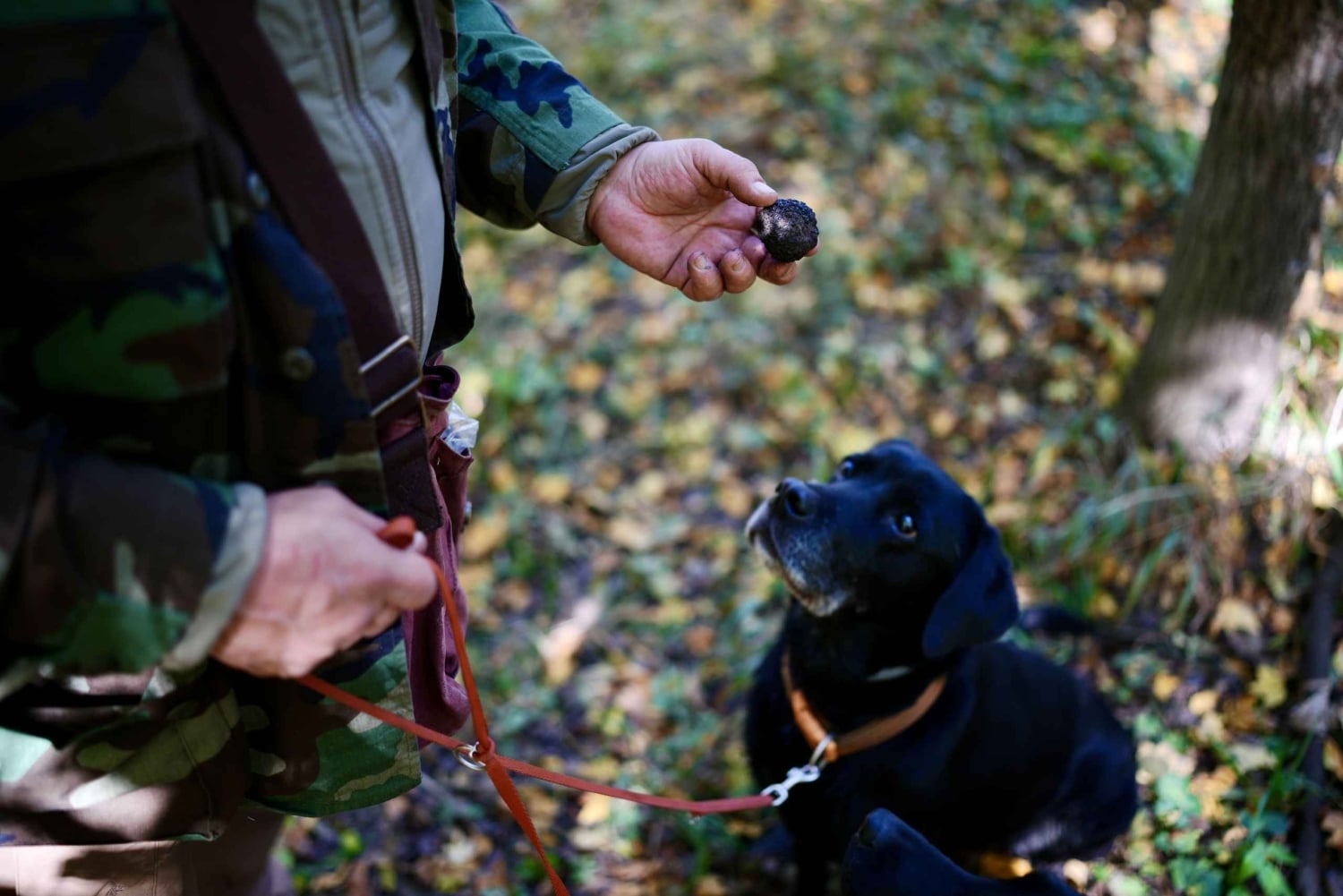 Búsqueda de trufas negras, foie gras y vinos con recogida en Budapest.