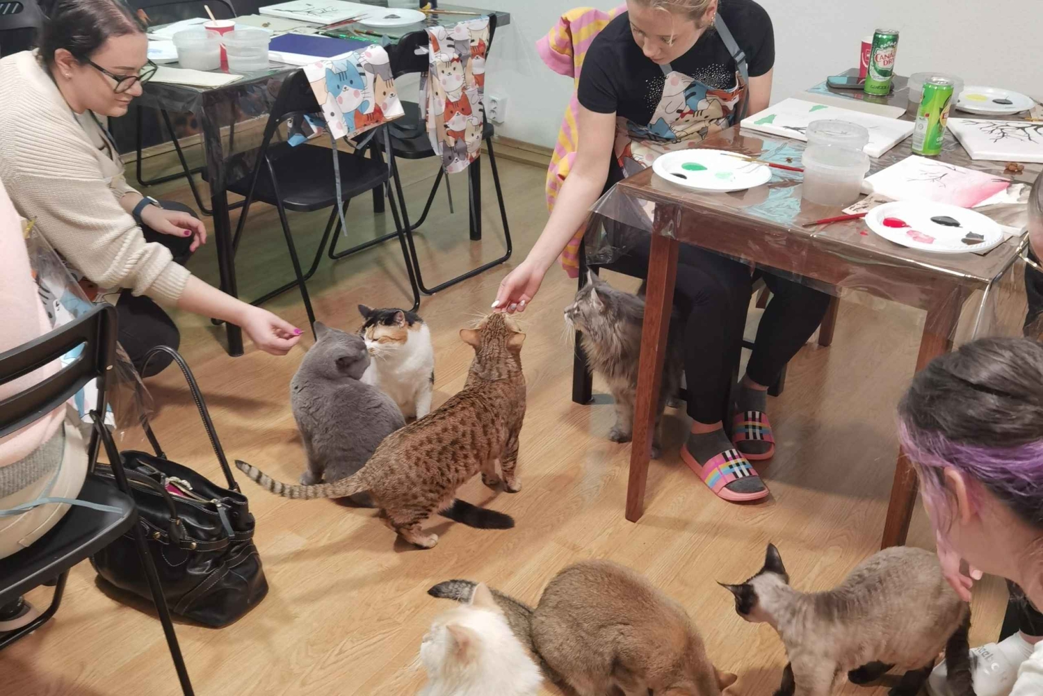 Budapest : Atelier de peinture acrylique au Musée du Chat de Budapest