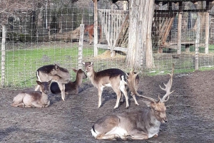 Budapeste: Visita a pé aos melhores jardins e música popular húngara