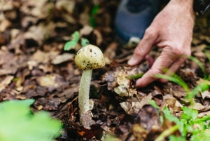 Budapest: Geführte Wanderung durch die Budaer Berge mit optionalem Mittagessen