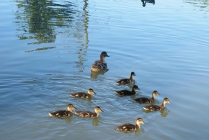 Budapest: Canoeing the Danube w or wo Sauna or Danube Beach
