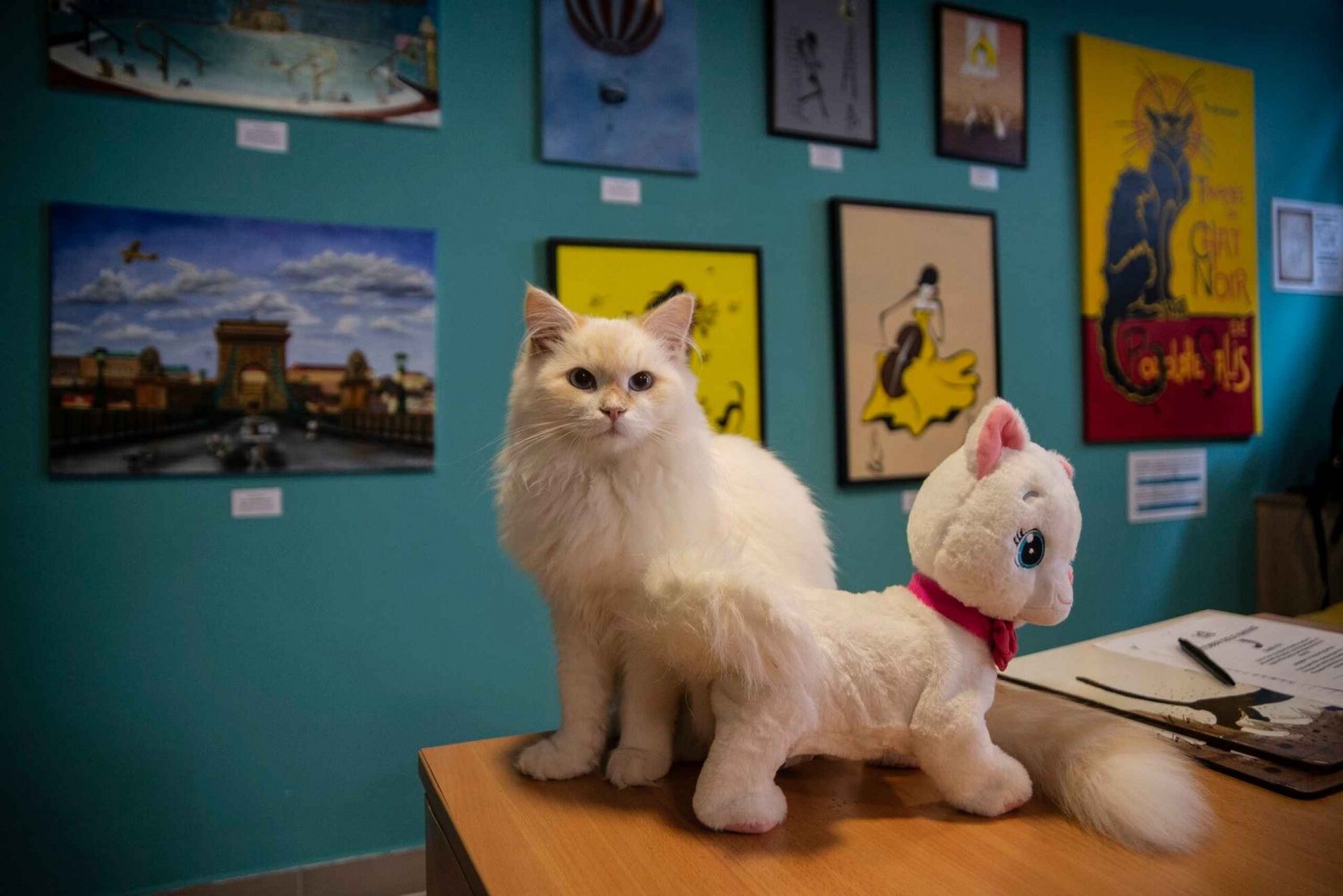Boedapest: Kattenmuseum Boedapest toegangsbewijs