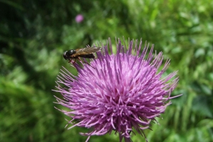 ブダペスト ヴィシェグラード城へのハイキング（サウナ付）／ドナウビーチ