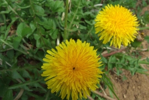 ブダペスト ヴィシェグラード城へのハイキング（サウナ付）／ドナウビーチ