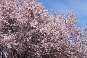 ブダペスト ヴィシェグラード城へのハイキング（サウナ付）／ドナウビーチ