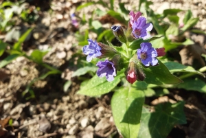 ブダペスト ヴィシェグラード城へのハイキング（サウナ付）／ドナウビーチ