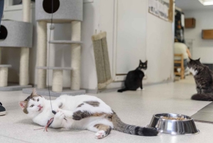 Budapest MegaPass: suosituimmat nähtävyydet, kylpylät ja kuljetukset