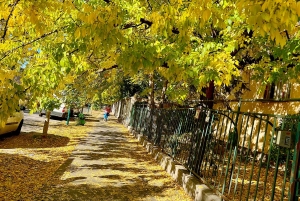 Budapest: Taller de fotografía con móvil con un profesional