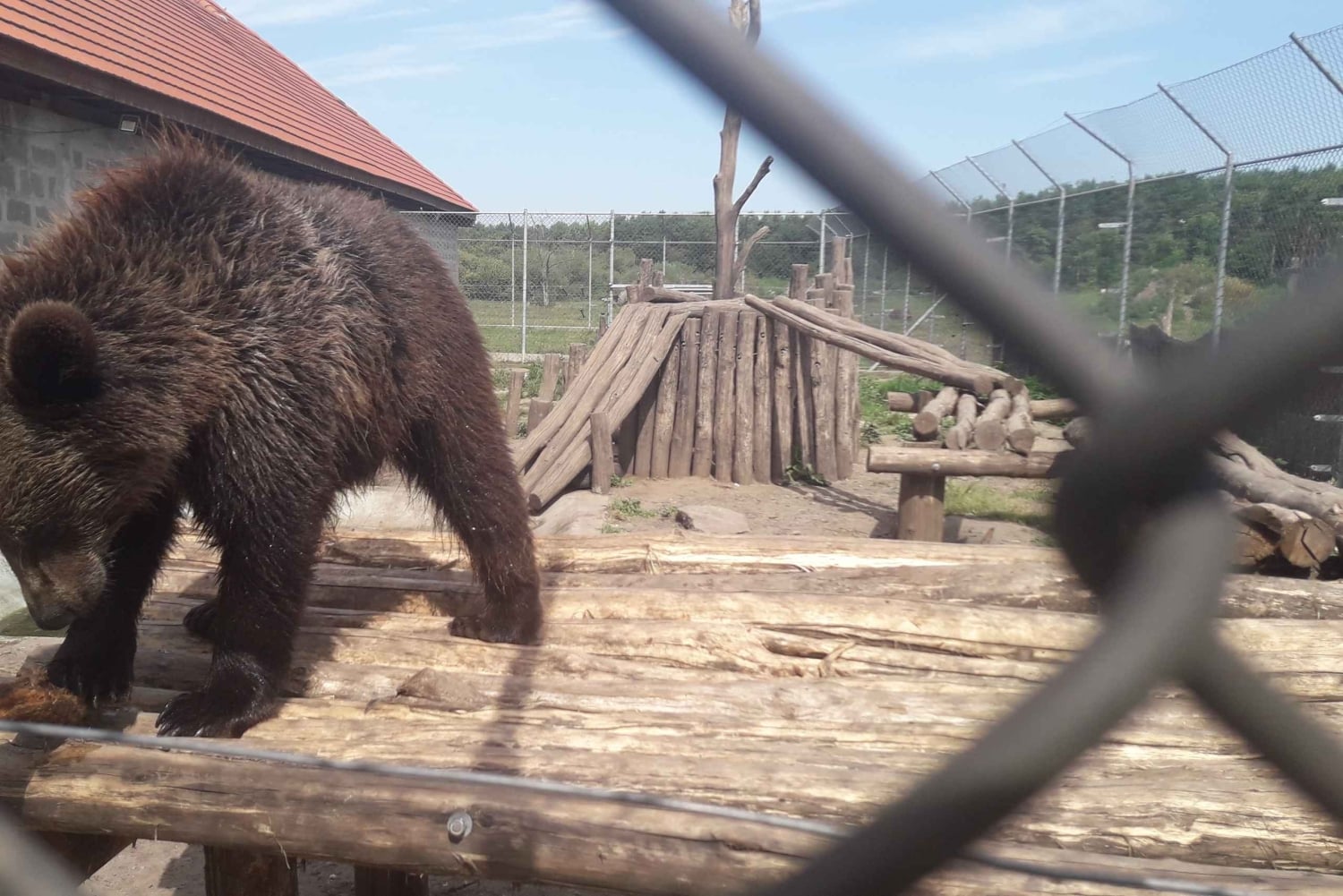 Budapest: Transport og guidet tur til bjørne- og ulvereservatet in Budapest, image size:1500x1001